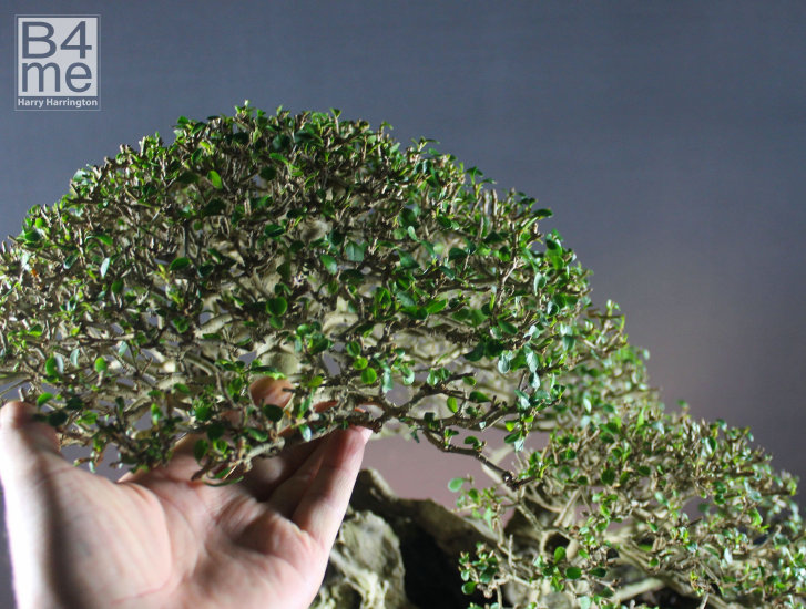 privet bonsai defoliation