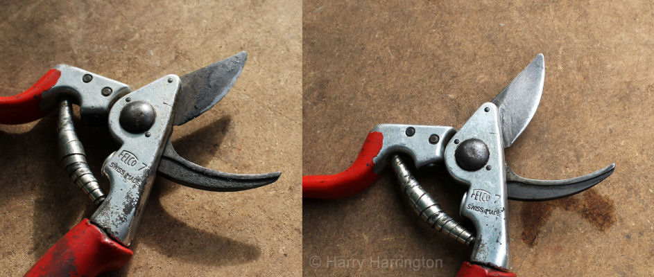 cleaning secateurs of sap