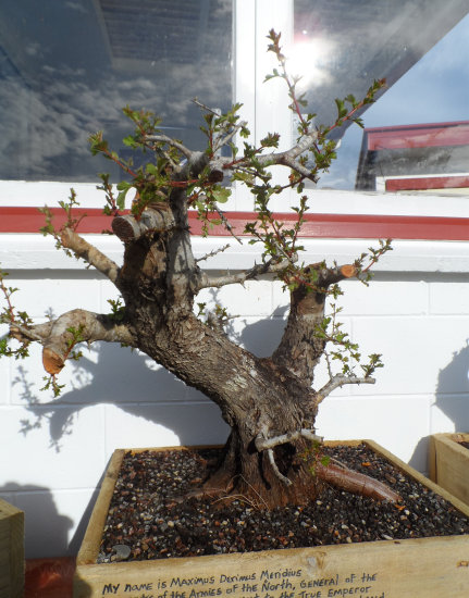 hawthorn bonsai yamadori