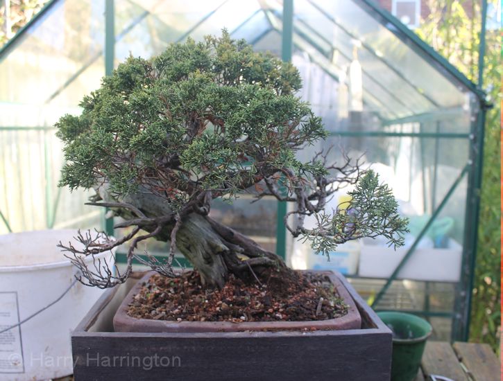 juniper bonsai