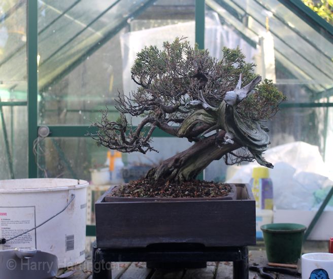 chinese juniper bonsai