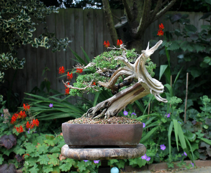 carving juniper bonsai