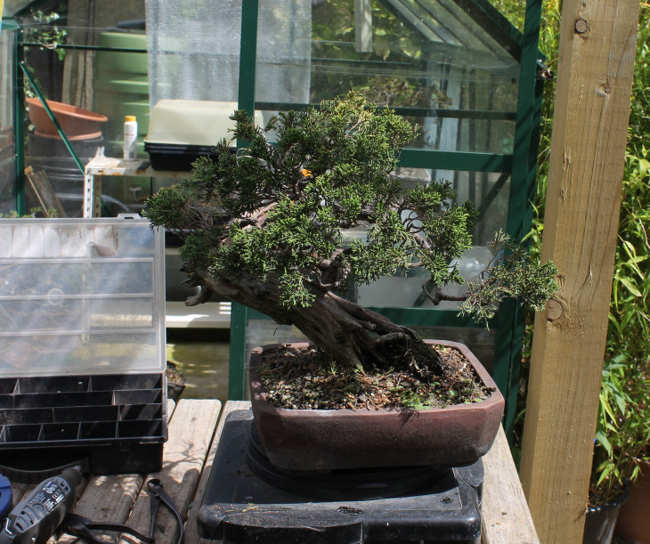 itoigawa bonsai