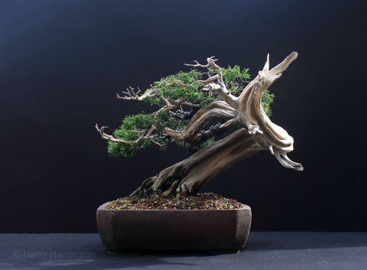 itoigawa juniper bonsai