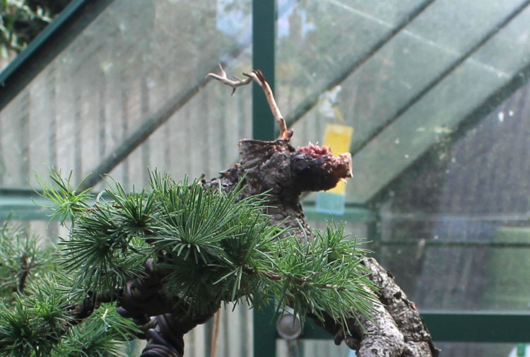 larch bonsai deadwood