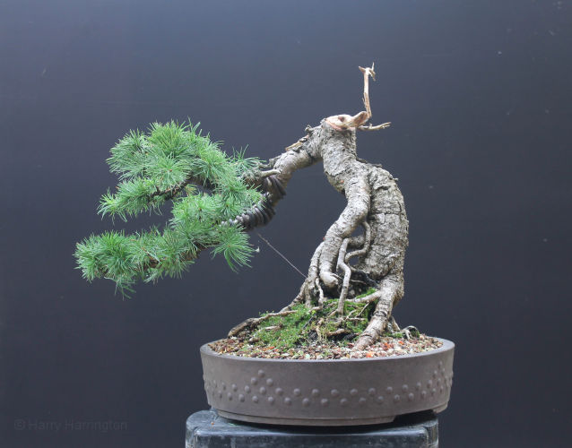 Larch bonsai