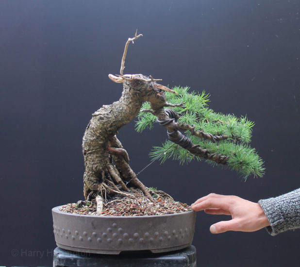 Larch bonsai