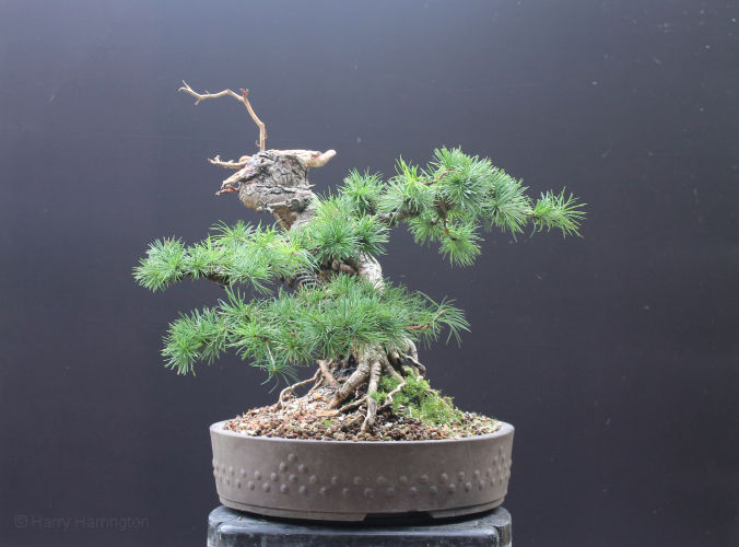 Larch bonsai