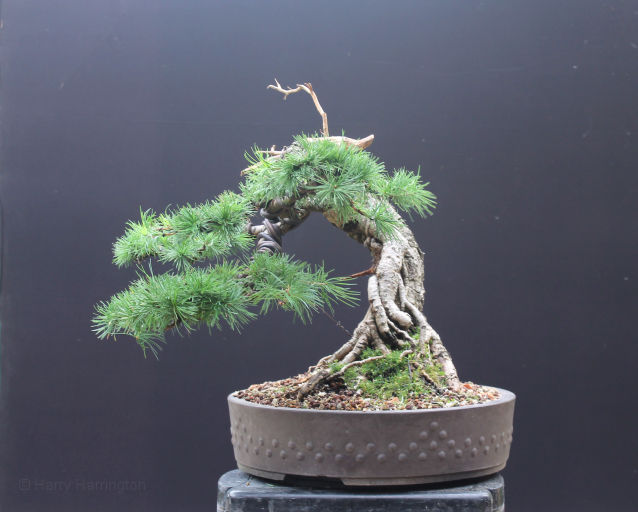 Larch bonsai