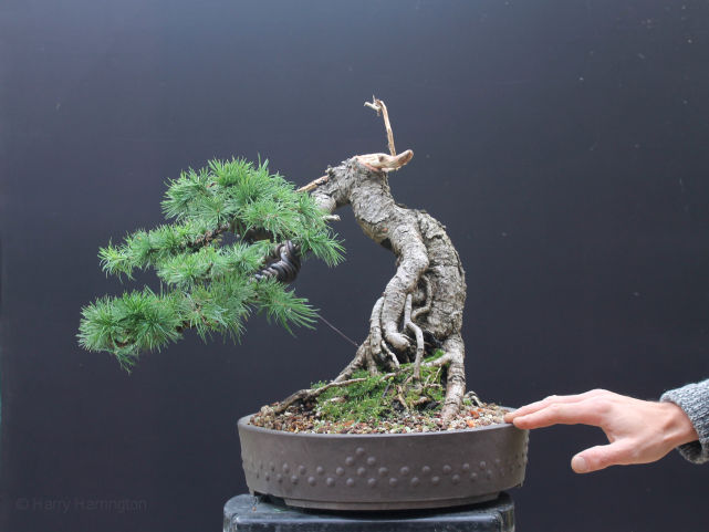 Larch bonsai