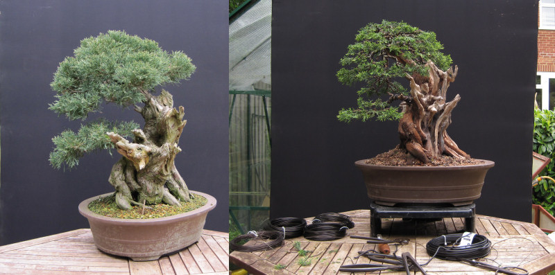 juniper bonsai wiring