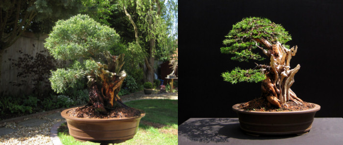 juniper bonsai 