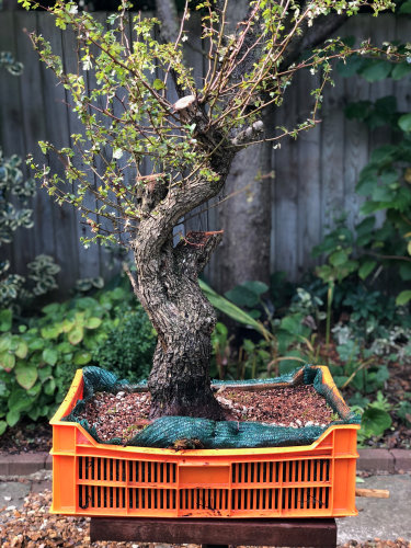 yamadori hawthorn bonsai