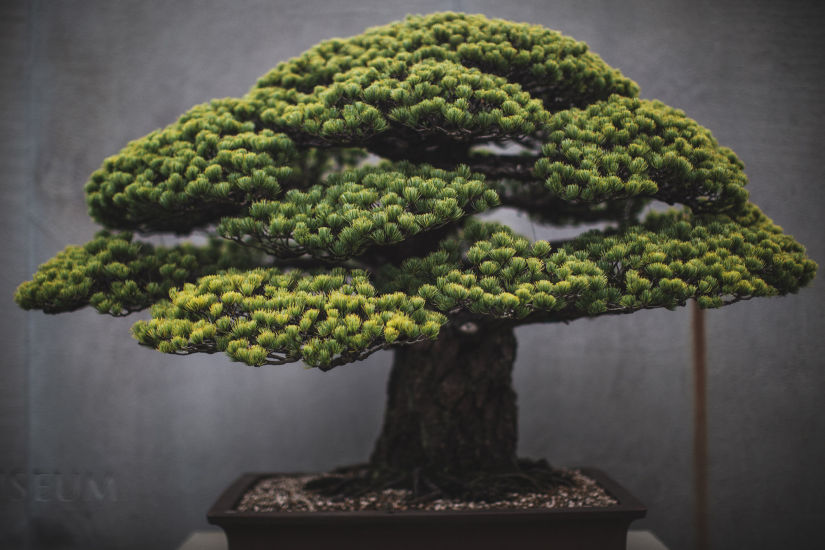 horishima bonsai