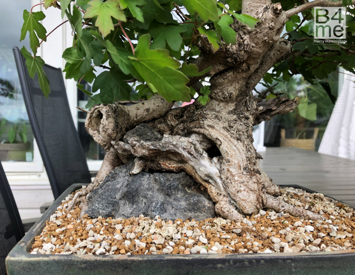 Acer campestre Field Maple bonsai
