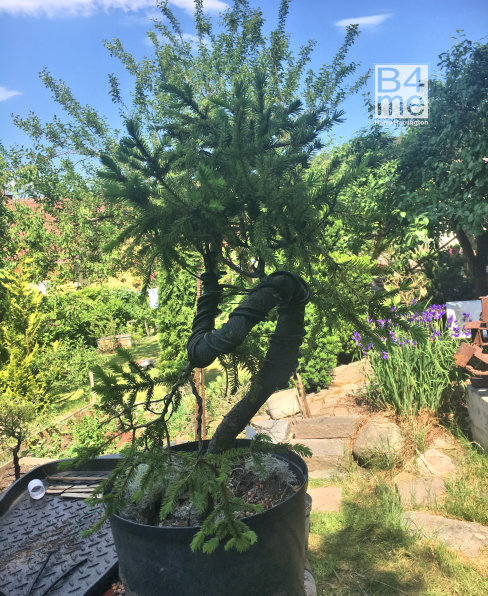 spruce bonsai sweden
