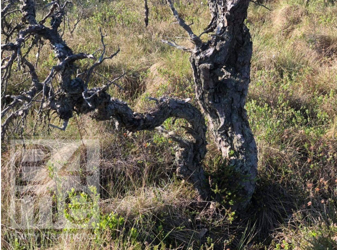 yamadori bonsai sweden