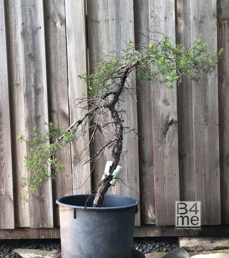 scots pine bonsai sweden