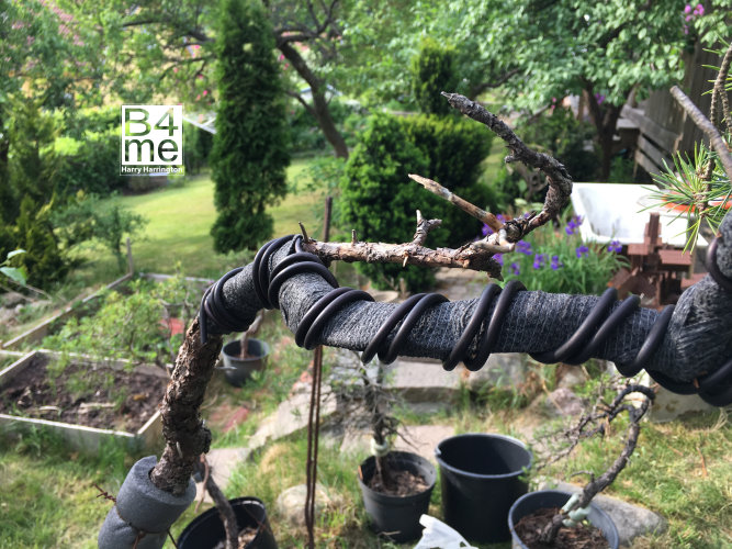 scots pine bonsai heavy bend