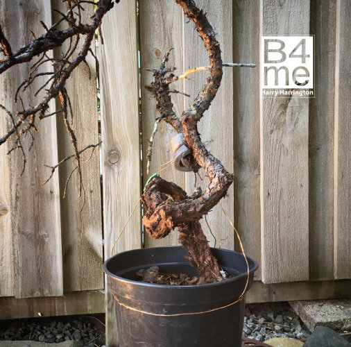 sweden bonsai scots pine