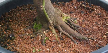 acer palmatum bonsai  root graft