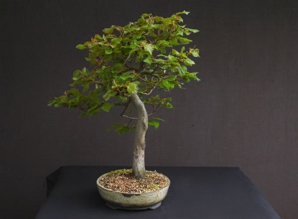 beech bonsai