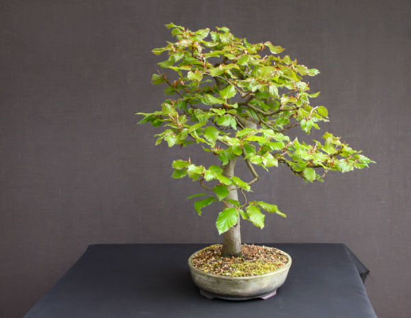 beech bonsai