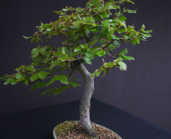 beech bonsai