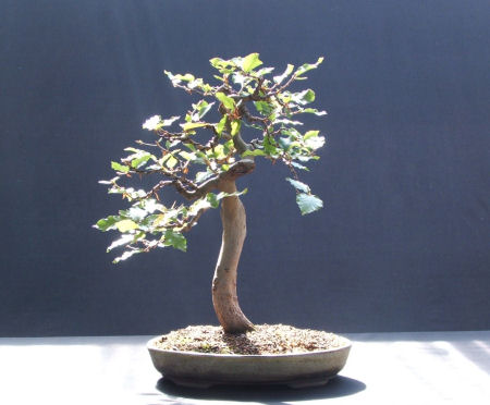 beech bonsai