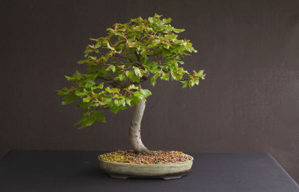 beech bonsai