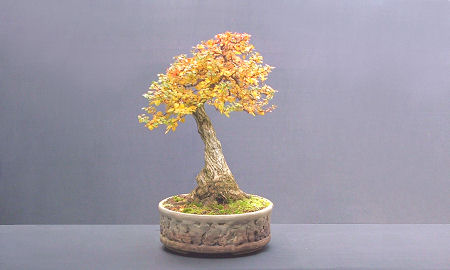 berberis bonsai