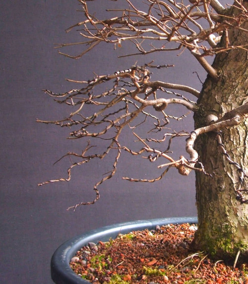 bonsai pruning