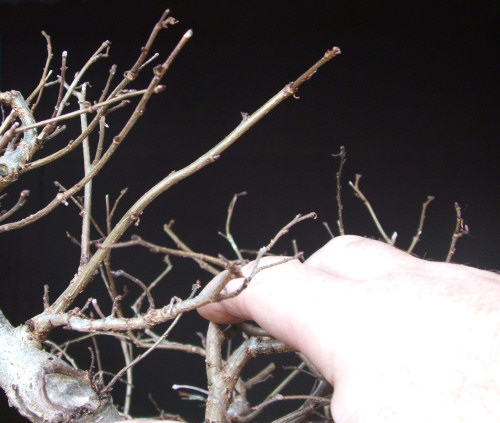 bonsai pruning