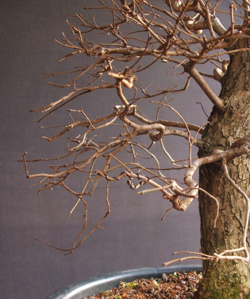 bonsai pruning