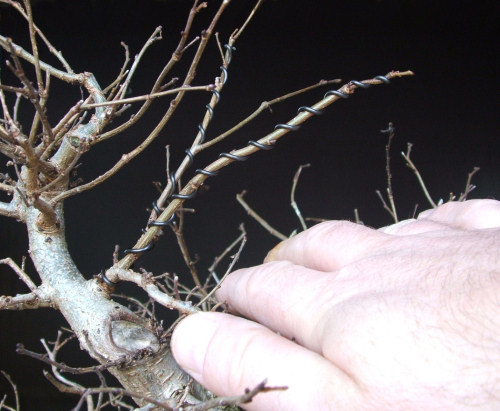 bonsai pruning