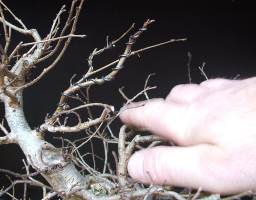 bonsai pruning