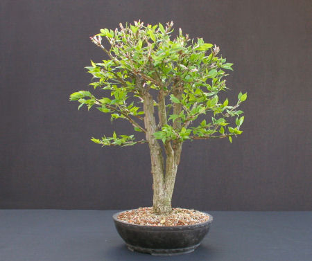 Euonymous alatus Bonsai