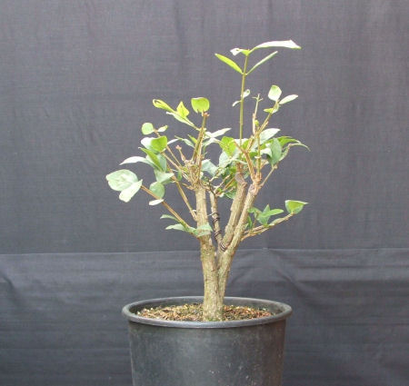 Euonymous alatus Bonsai