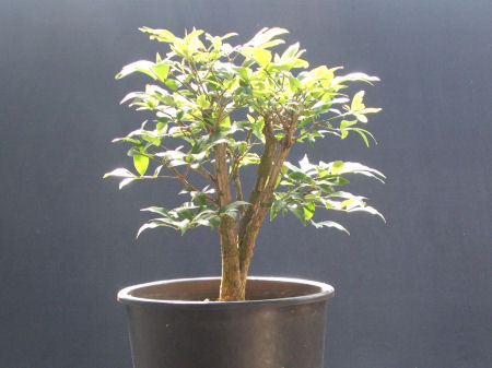 Euonymous alatus Bonsai