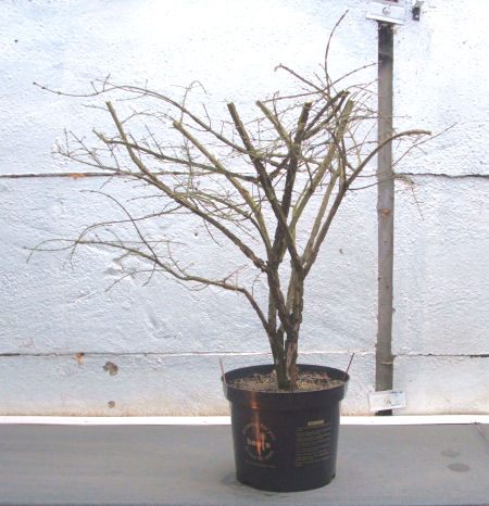 Euonymous alatus Bonsai