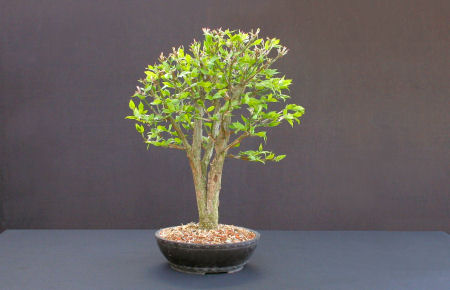 Euonymous alatus Bonsai