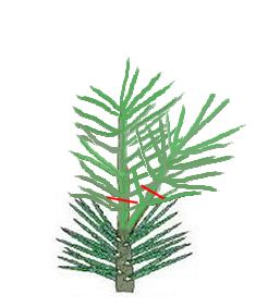 Pinus mugo/ Mugo Pine Indepth 