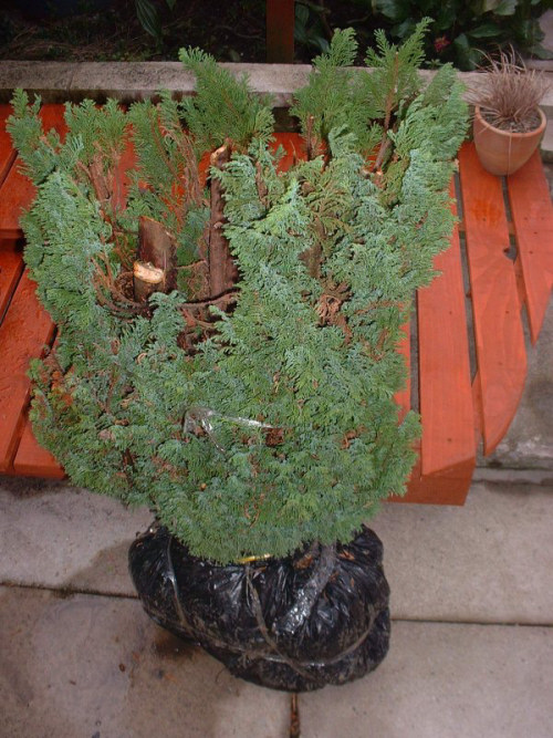 cypress bonsai