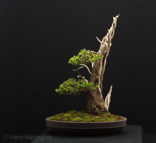 false cypress bonsai