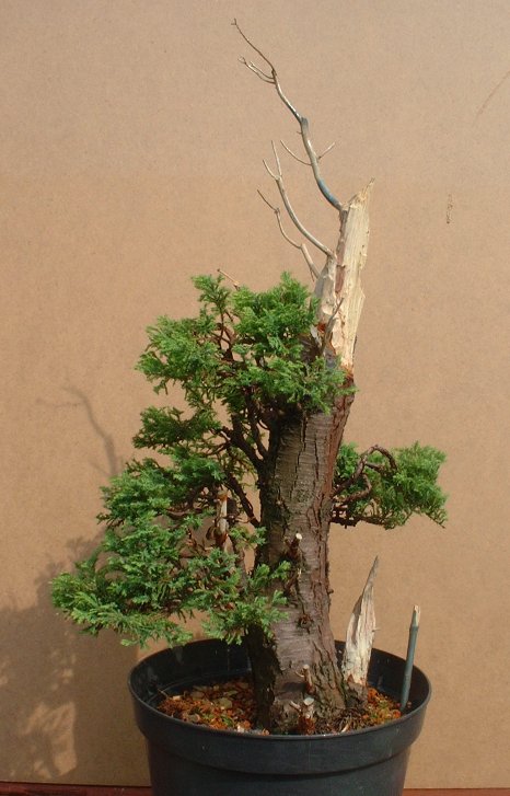chamae cypress bonsai