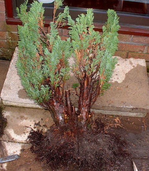 cypress bonsai