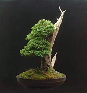 cypress bonsai