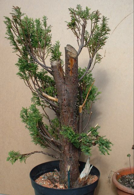 chamae bonsai