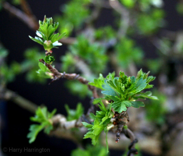hawthorn leafbuds