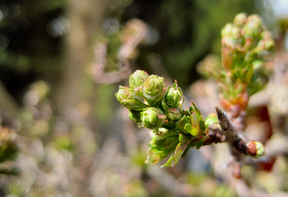 bonsai flower buds